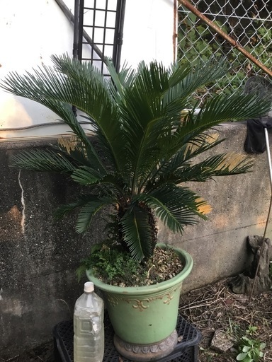 蘇鉄