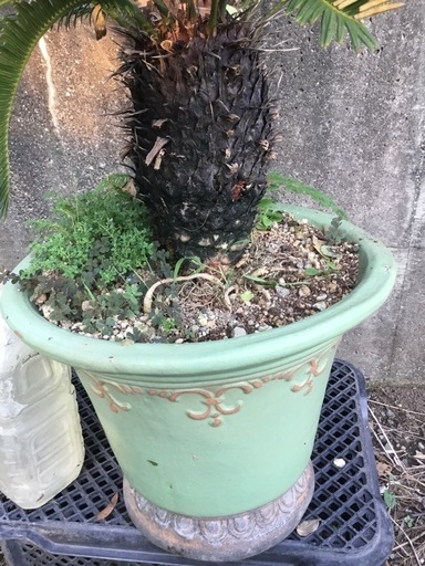 蘇鉄