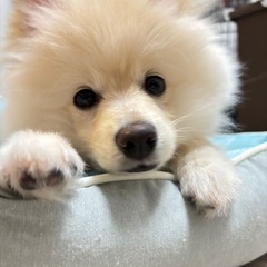 ポメラニアンの9ヶ月の男の子