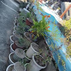 植木鉢、鉢植えの画像