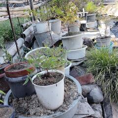 植木鉢、鉢植えの画像