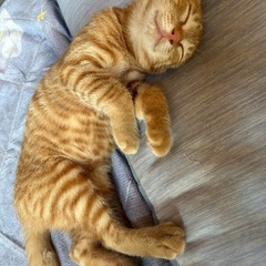 美猫の甘え上手なトラ柄たまちゃん❤️🐈‍⬛里親募集中