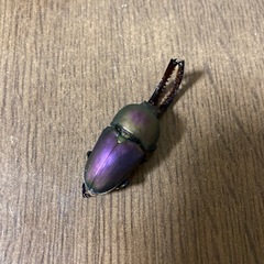 【パプアキンイロクワガタ】幼虫3匹の画像