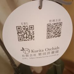 【胡蝶蘭3本立て　来年のために】の画像