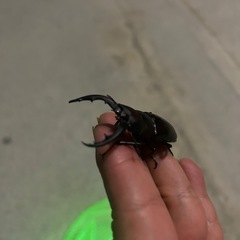 那覇産マギー水牛琉球ノコギリクワガタの画像