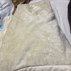 毛布、掛け布団、敷物の画像