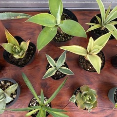 ＊アガベ14種セット＊の画像