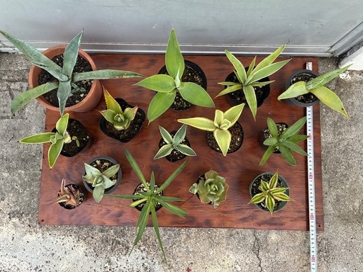 ＊アガベ14種セット＊