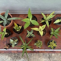 ＊アガベ14種セット＊の画像