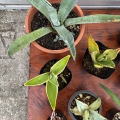 ＊アガベ14種セット＊の画像