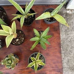 ＊アガベ14種セット＊の画像