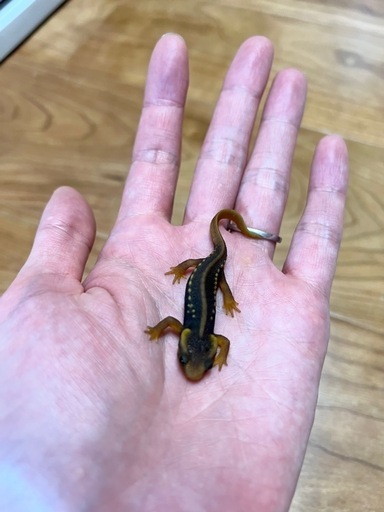 アメイロイボイモリ　3匹