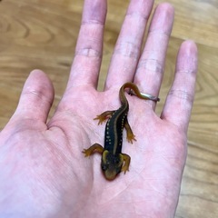 アメイロイボイモリ　3匹の画像