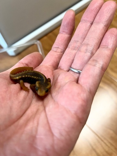 アメイロイボイモリ　3匹