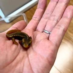 アメイロイボイモリ　3匹の画像