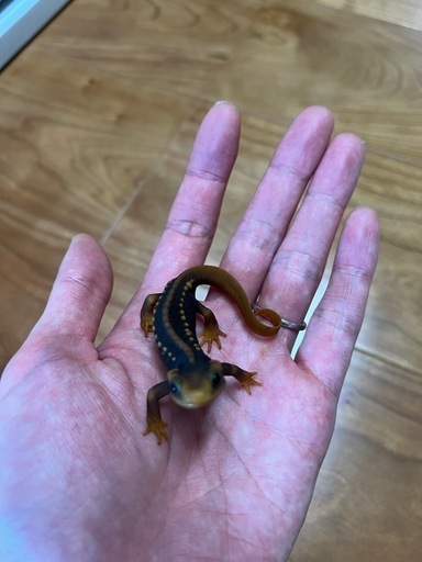 アメイロイボイモリ　3匹