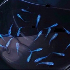 KIRIYU✈️メダカ＊ブルー系＊若魚10匹+α⒉【１２匹 】の画像