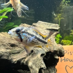 熱帯魚をお譲りいたしますの画像