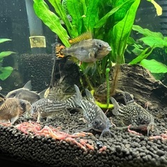 熱帯魚をお譲りいたしますの画像