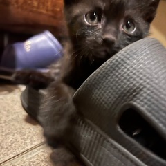 ユニークなお口が可愛い❤️黒猫　オス　1ヶ月半