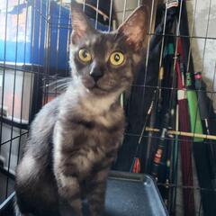 ②飼育崩壊レスキュー