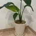 ランキングキーワードに紐づく投稿画像-観葉植物