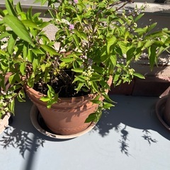 ムラサキシキブ 大株です！の画像