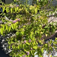 ムラサキシキブ 大株です！の画像