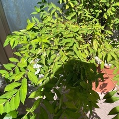 ムラサキシキブ 大株です！の画像