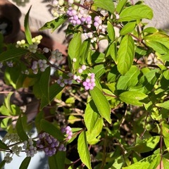 ムラサキシキブ 大株です！の画像