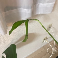 モンステラの画像
