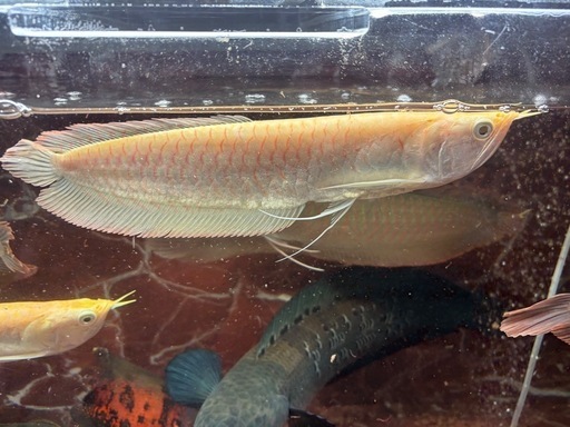 期間限定出品 アルビノシルバーアロワナ2匹セット