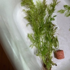 🌿マツモ　水草🌿の画像
