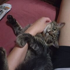 猫の里親を募集しています - 里親募集