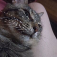 猫の里親を募集しています