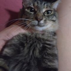 猫の里親を募集しています − 秋田県