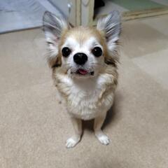 お話中一時募集中止　チワワ（8歳）男の子　犬