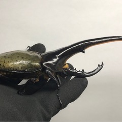 D.Hヘラクレス オス160mm単品の画像