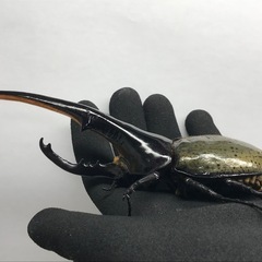 D.Hヘラクレス オス160mm単品の画像