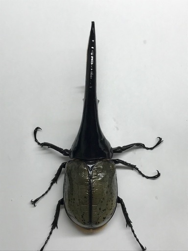 D.Hヘラクレス オス160mm単品