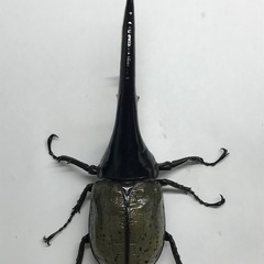 D.Hヘラクレス オス160mm単品の画像