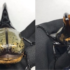 D.Hヘラクレス オス160mm単品の画像