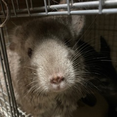 チンチラの里親募集