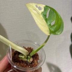 斑入り　モンステラ　アダンソニー　マドカズラ　の画像