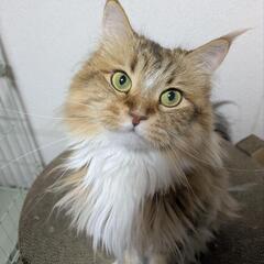 里親募集 サイベリアン 血統書あり - 猫