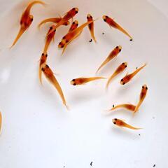 🔴楊貴妃メダカ7月生まれ20匹＋‪α⑥🔴の画像