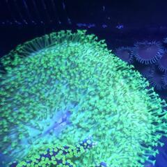 サンゴ【ウミキノコ】メタリックグリーンの画像