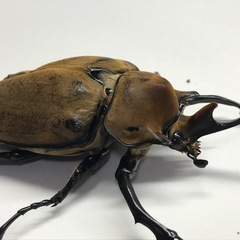 エレファスゾウカブト オス92mmB品の画像