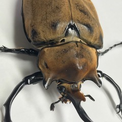 エレファスゾウカブト オス92mmB品の画像
