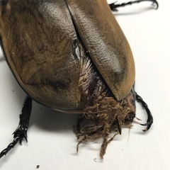 エレファスゾウカブト オス92mmB品の画像